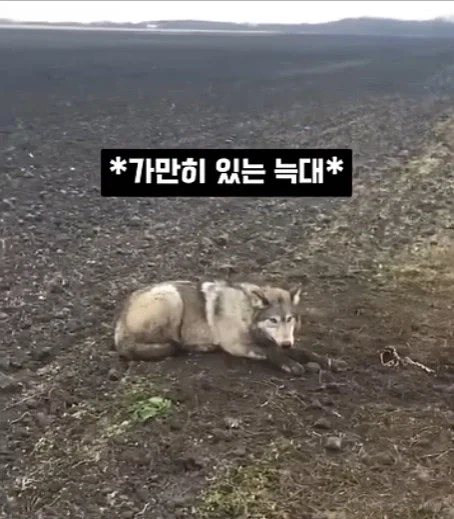 개를 발명하는 과정_11.webp