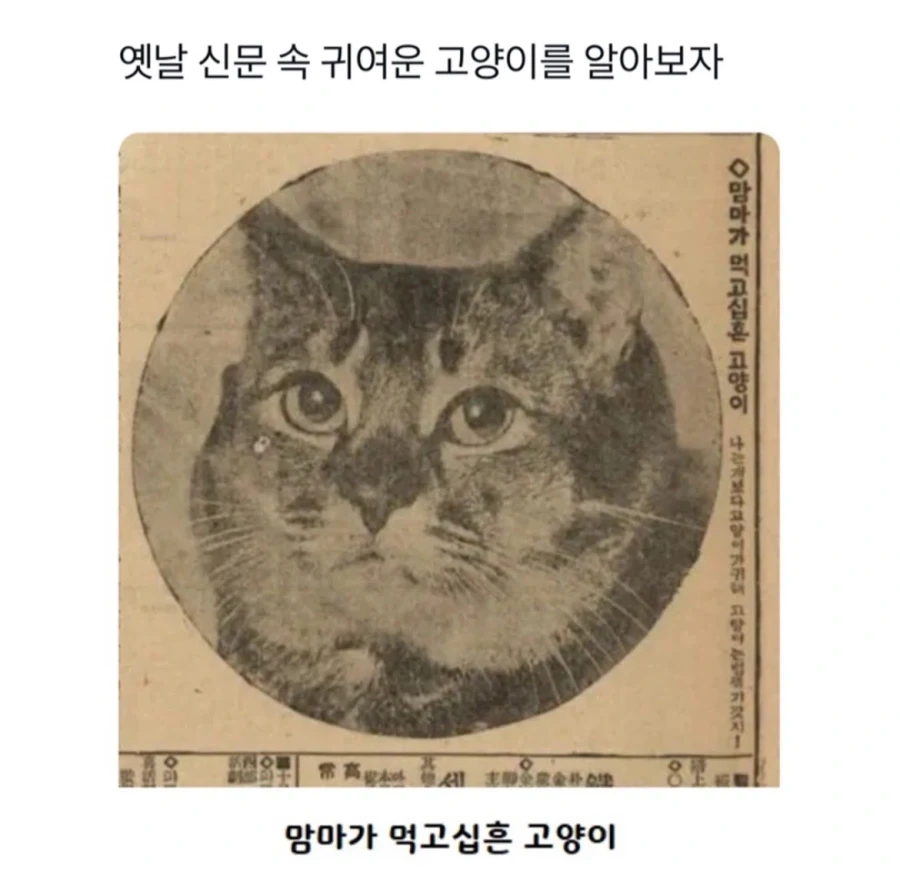 조상님들의 고양이 사랑_1.webp