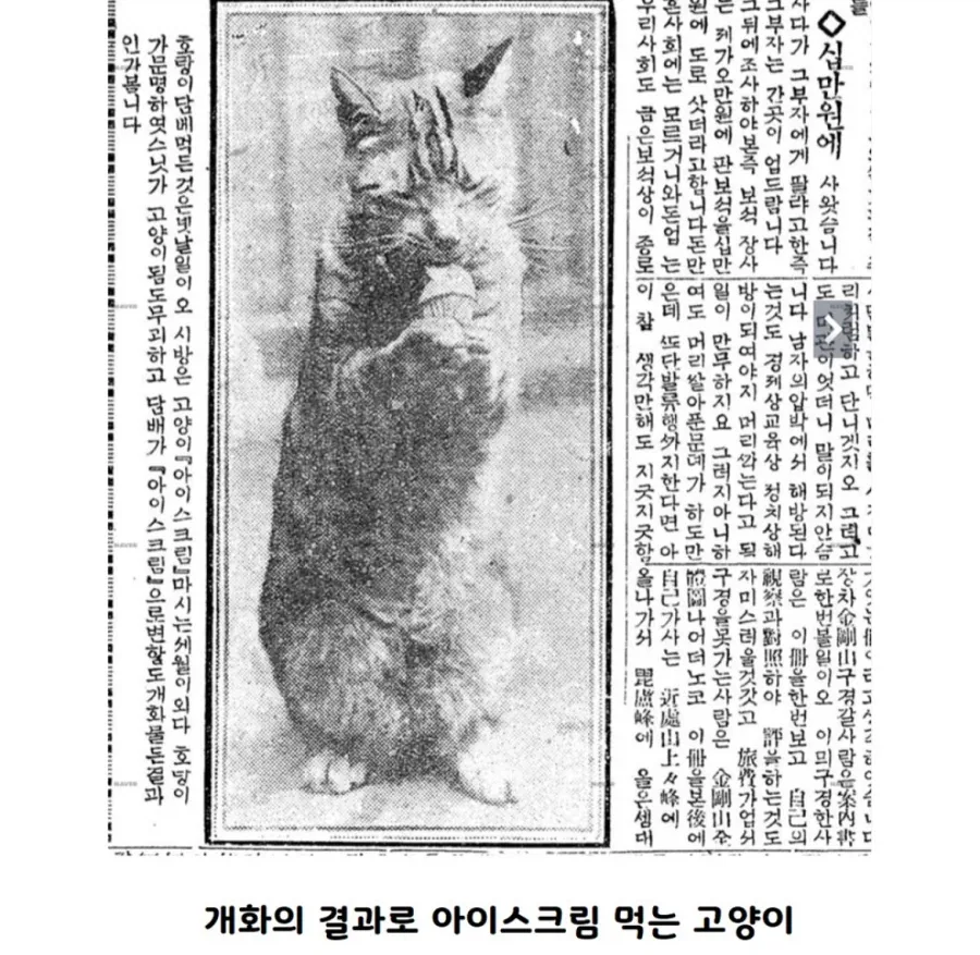 조상님들의 고양이 사랑_2.webp