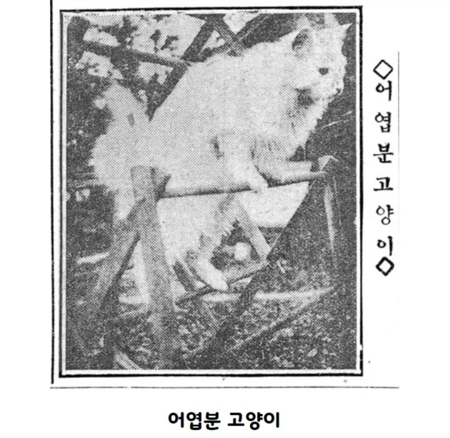 조상님들의 고양이 사랑_5.webp
