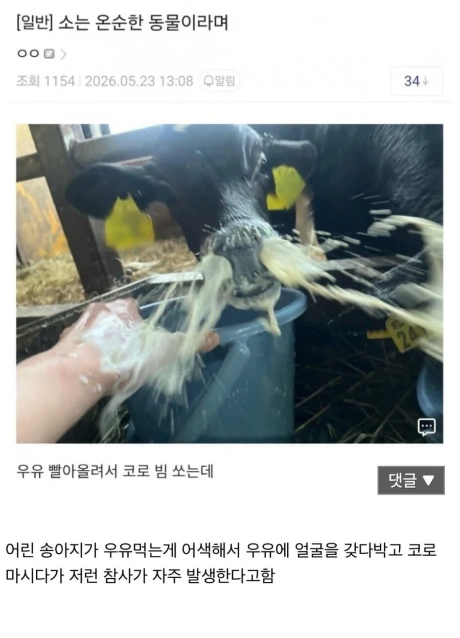 ???: 야 소는 온순한 동물이라며_1.webp
