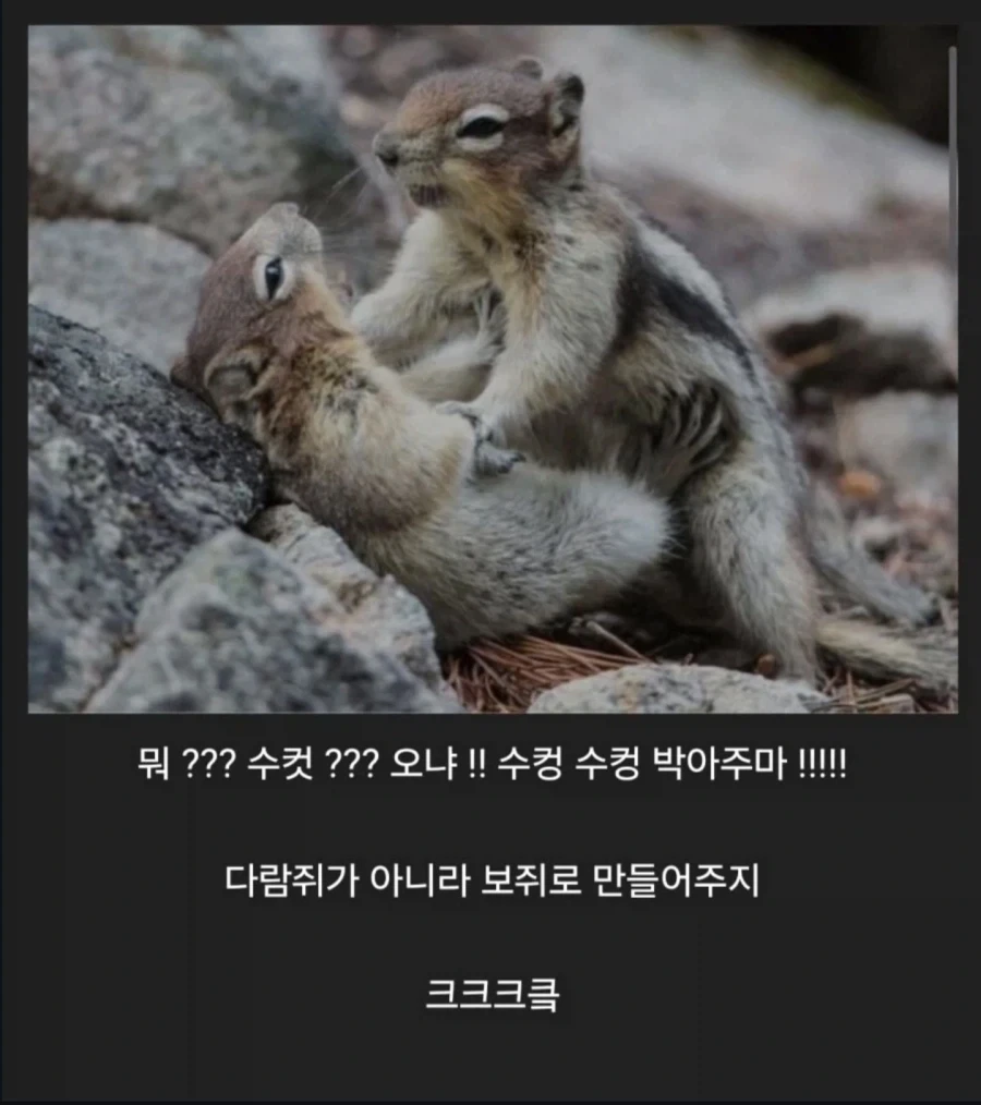 미친 다람쥐 가 아니라 ㅋㅋㅋㅋㅋㅋㅋㅋㅋㅋㅋㅋ_1.webp