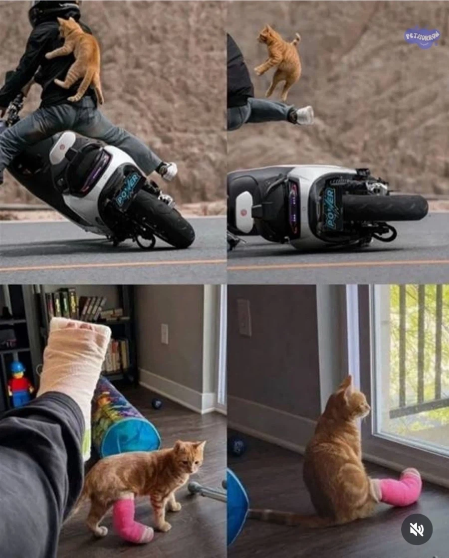 푸하하하핫 냥이네컷.jpg_1.webp