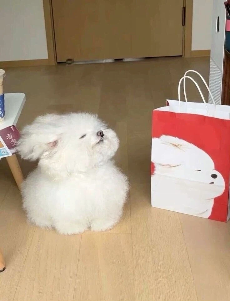 쇼핑백 모델 자기랑 닮았다며 따라하는 댕댕이_1.webp
