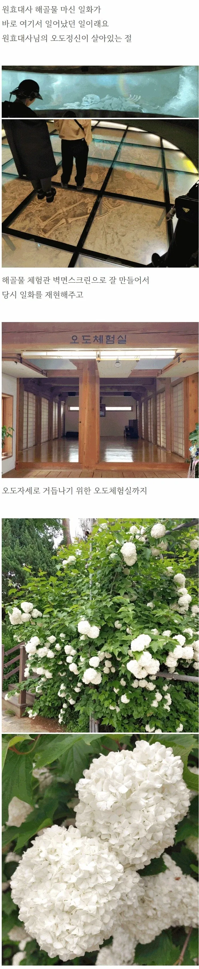 부처님 오신 날에 절에 가서 비빔밥 얻어 먹은 사람.jpg_3.webp