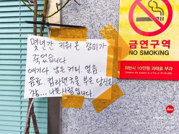 몇 년간 키워온 장미가 죽은 이유..._1.webp