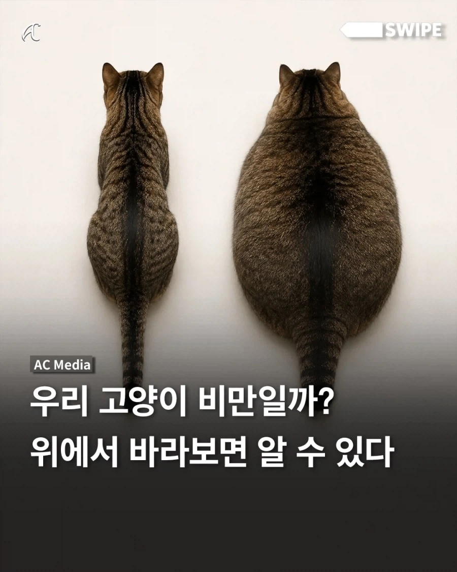 간단한 고양이 비만체크..._1.webp