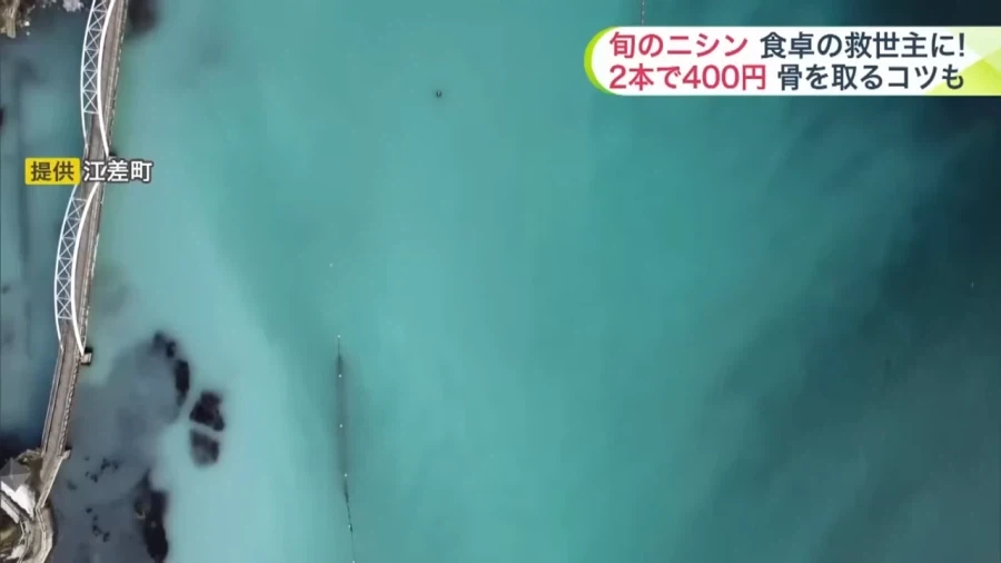 청어정액으로 물든 바다.jpg_1.webp