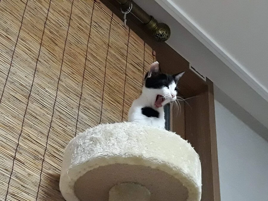 가슴에 커다란 구멍이 있는 고양이_2.jpeg