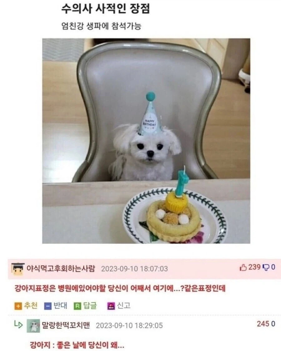 생일인데 기쁘지 않은 강아지.jpg_1.webp