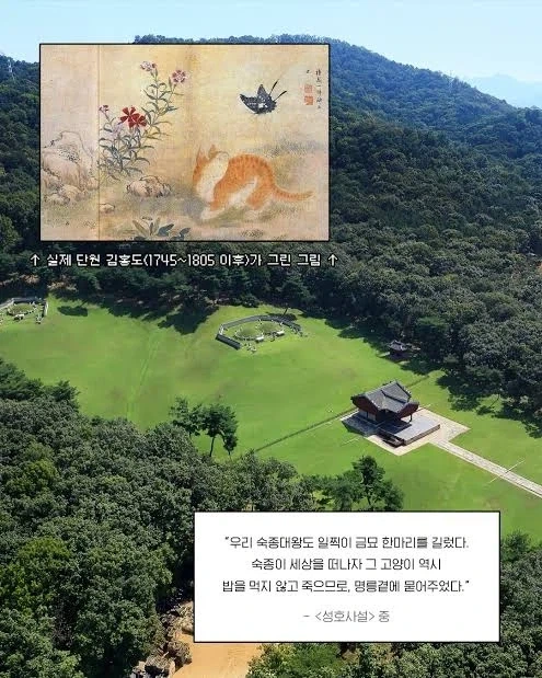 한국에 있는 고양이 무덤중에서 가장 큰 곳은?_2.webp