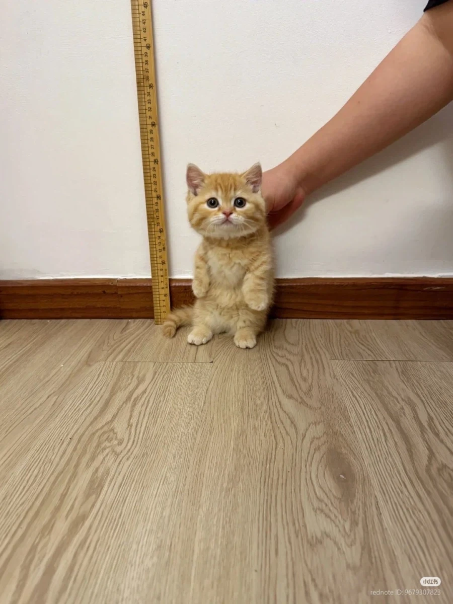 용의자 체포 후 신장 측정_1.webp