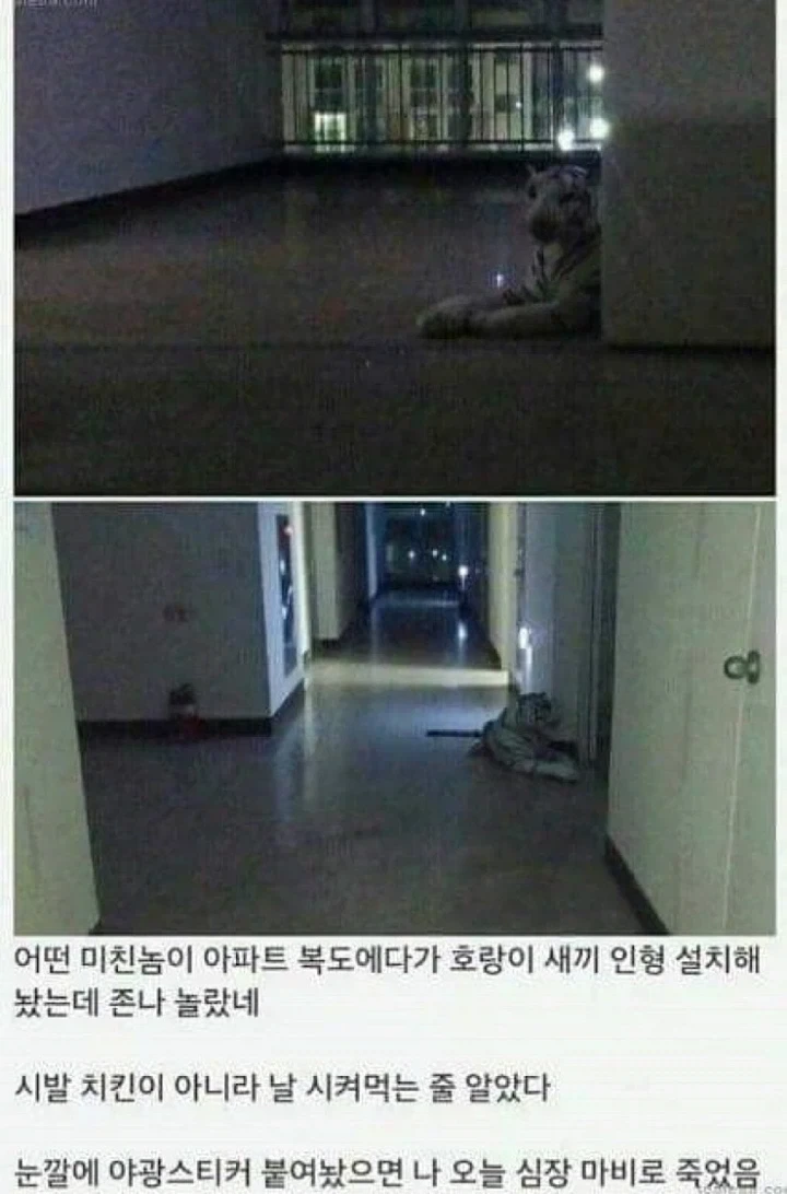 호랑이 인형때문에 심장마비 걸릴뻔한사람_1.webp