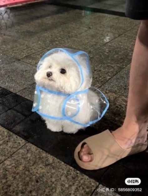 너희 우비 입은 갱얼쥐 본적 있어?_1.webp