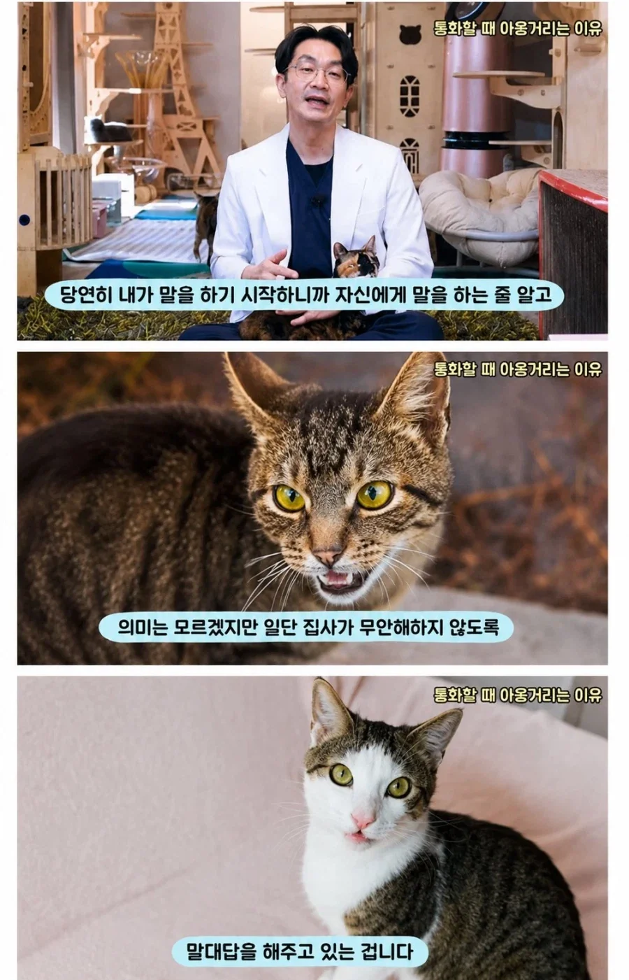 집사들이 오래통화하면 고양이들이 애옹야옹 거리는 이유_1.webp
