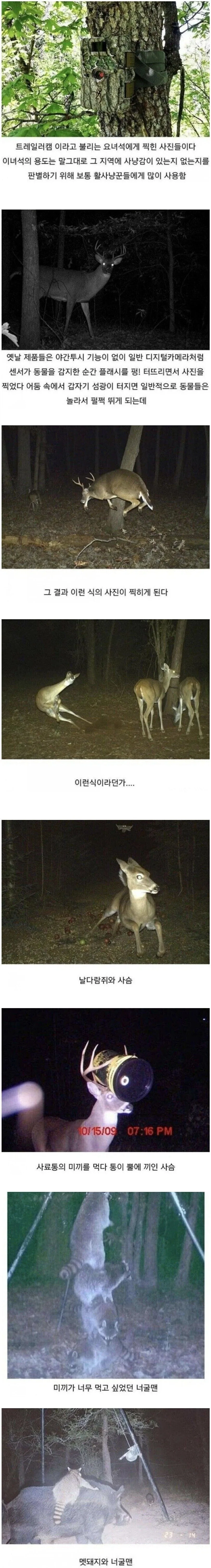 카메라 불빛에 놀란 숲속 친구들.jpg_1.webp