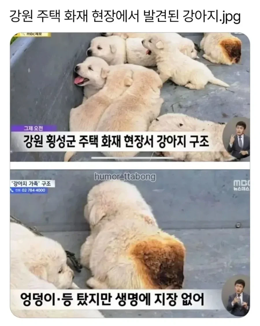 주택 화재 현장에서 발견된 강아지_1.webp