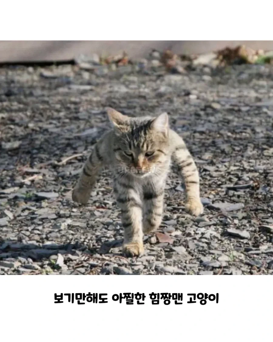 동물계 어벤져스_3.webp