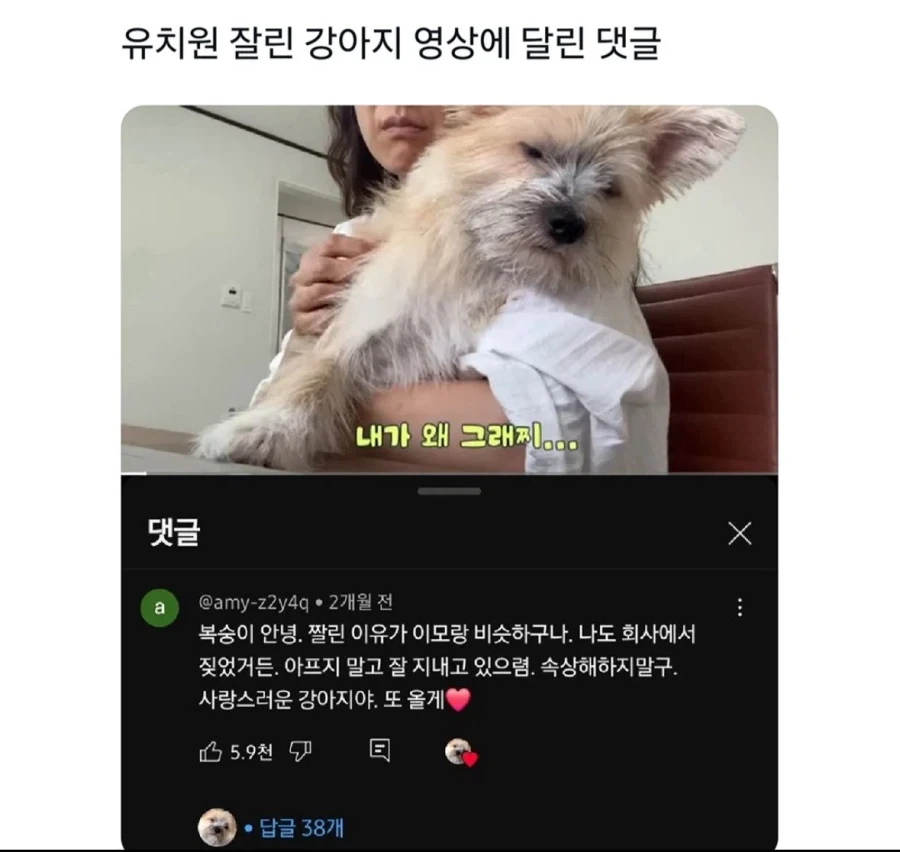 유치원에서 잘린 강아지 영상에 달린 댓글_1.webp