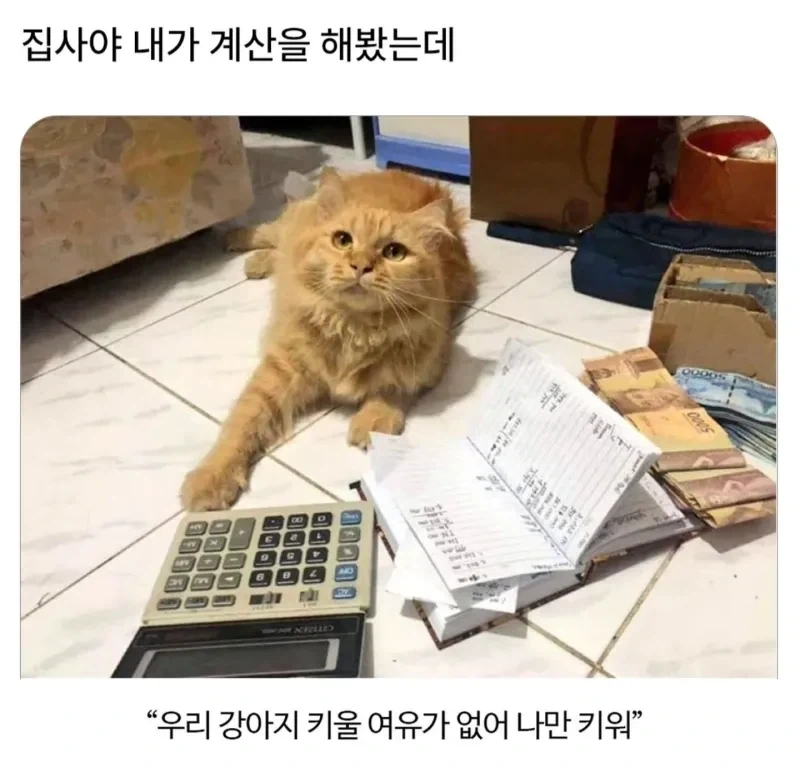 집사야 거기 앉아봐라_1.webp