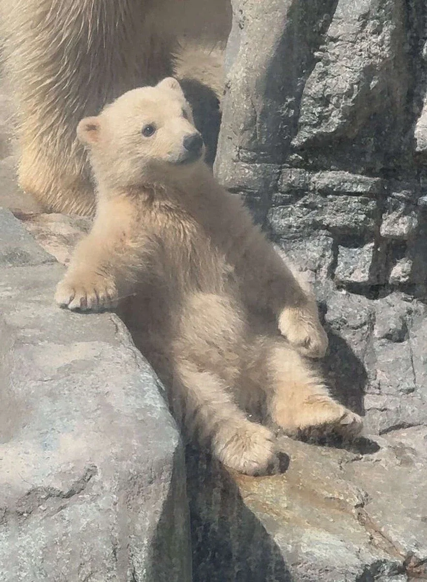 테디베어 그 자체라는 일본 수족관 애기 북극곰_1.webp