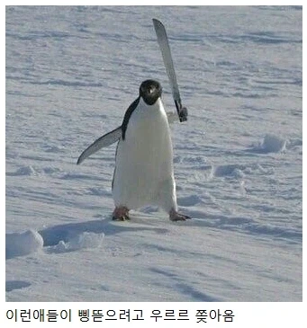 남극이 위험한 이유.jpg_1.webp