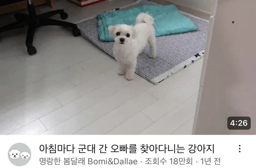 군대간 오빠를 기다리는 강아지.jpg_1.webp