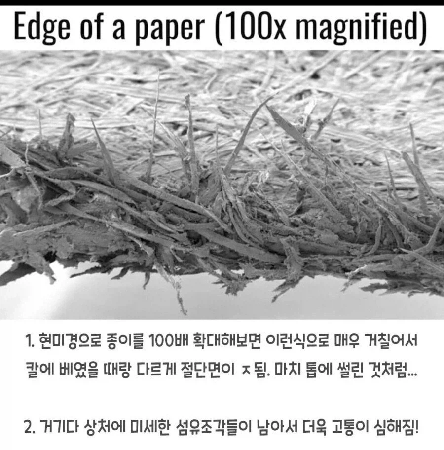 종이에 베이는 게 아픈 이유.jpg_1.webp