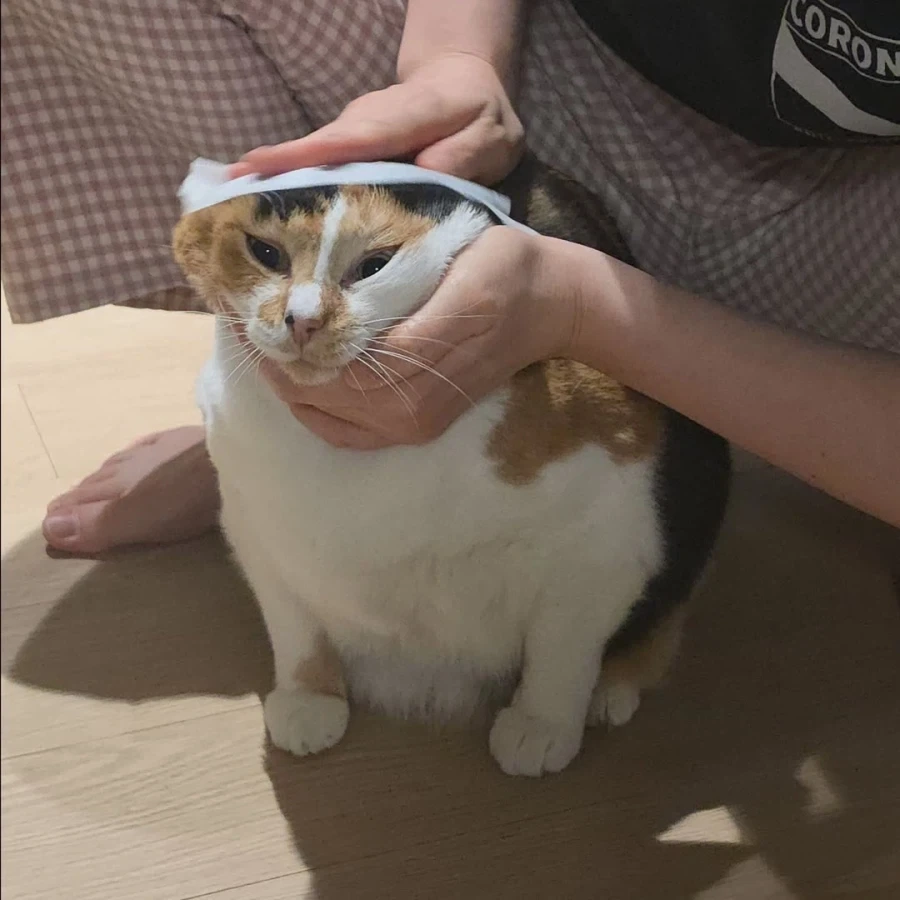 고양이를 닦는 방법.jpg_1.webp