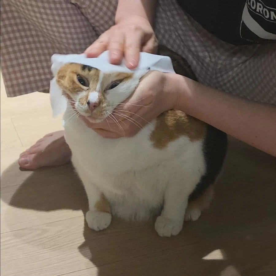 고양이를 닦는 방법.jpg_2.webp