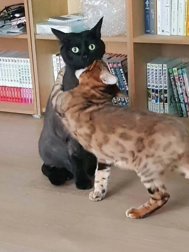 고양이에게 하악질한 사람.jpg_2.webp