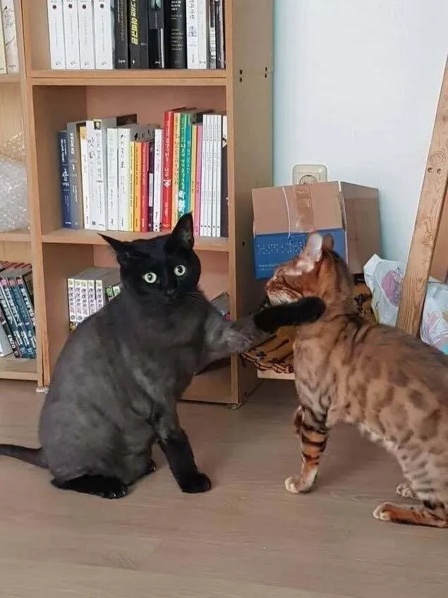 고양이에게 하악질한 사람.jpg_3.webp