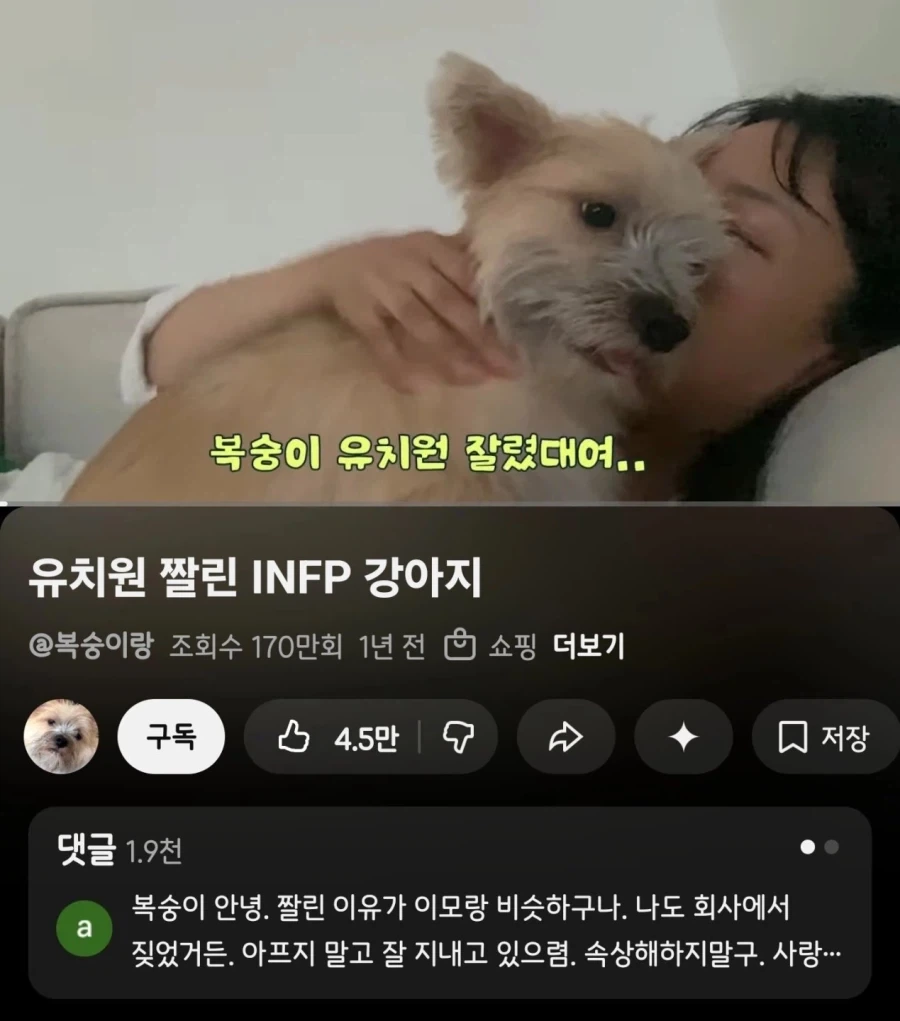 유치원 짤린 강아지_1.webp