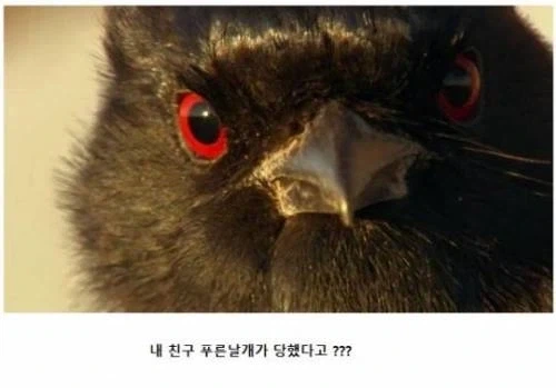푸른날개가 진다는 건 상상도 할 수 없어_1.webp