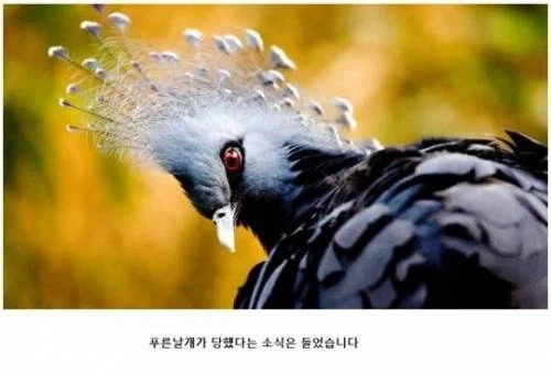 푸른날개가 진다는 건 상상도 할 수 없어_2.webp