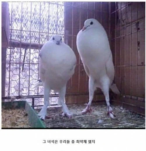 푸른날개가 진다는 건 상상도 할 수 없어_3.webp