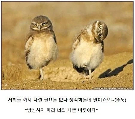 푸른날개가 진다는 건 상상도 할 수 없어_5.webp