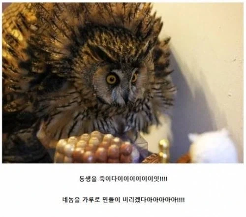 푸른날개가 진다는 건 상상도 할 수 없어_6.webp