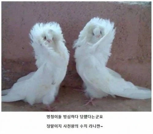 푸른날개가 진다는 건 상상도 할 수 없어_7.webp