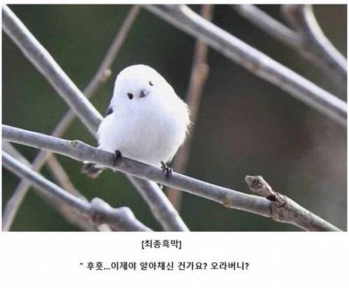 푸른날개가 진다는 건 상상도 할 수 없어_10.webp