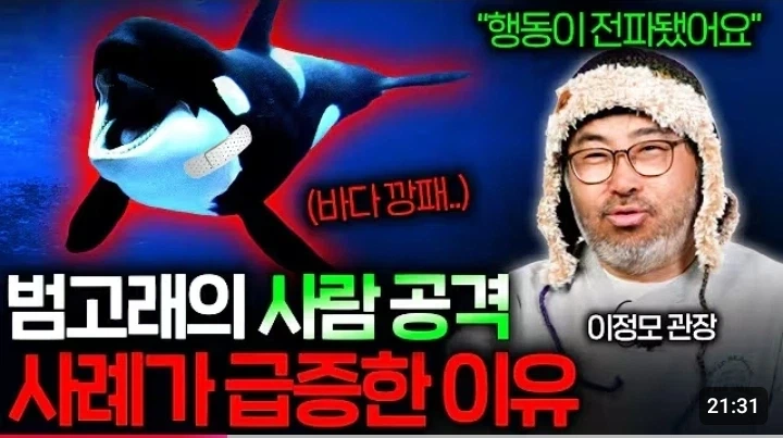 범고래가 요트를 공격하는 이유......ㄷㄷ_1.webp