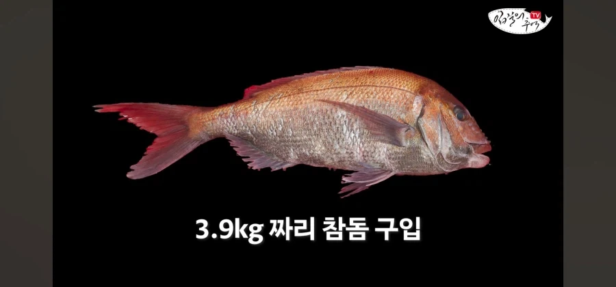 어류 전문가도 눈탱이 당하는 지역축제_47.webp