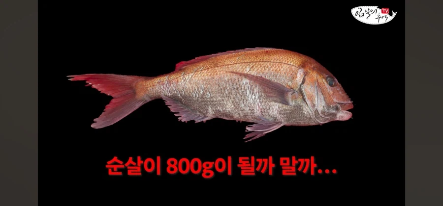 어류 전문가도 눈탱이 당하는 지역축제_48.webp