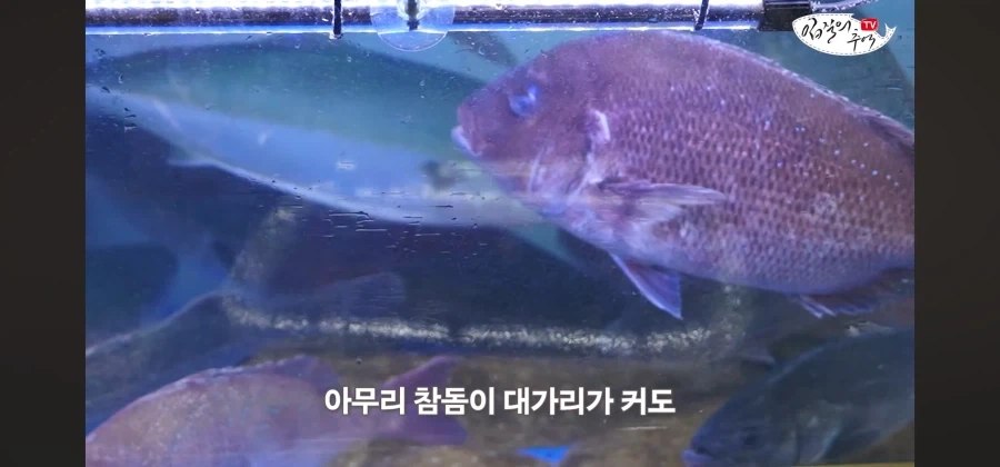어류 전문가도 눈탱이 당하는 지역축제_51.webp