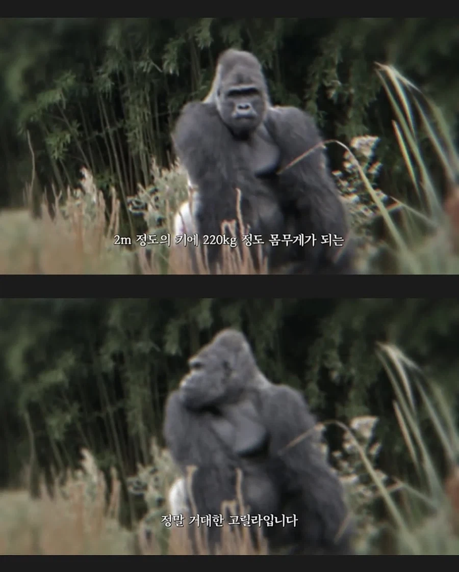 고릴라와 스파링하는 추성훈_1.webp