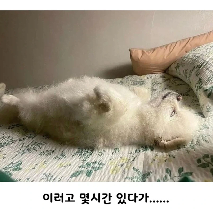 하루 산책 두번의 결과_3.webp