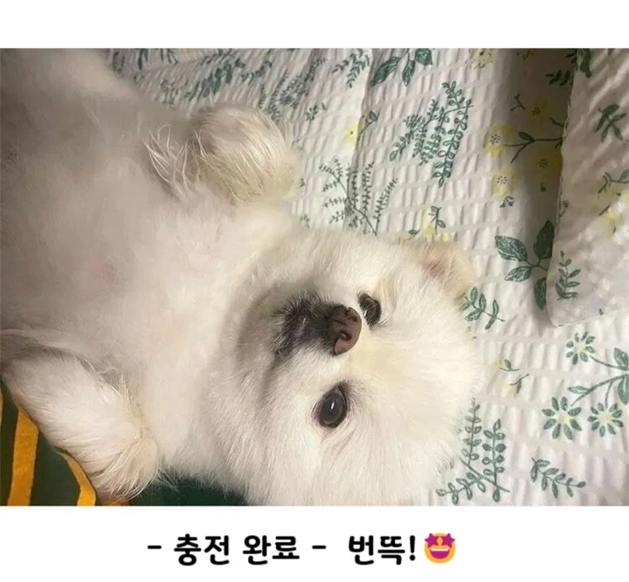 하루 산책 두번의 결과_4.webp