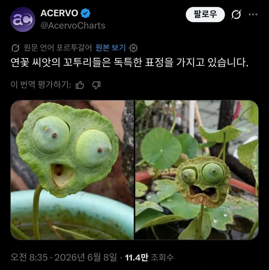 연꽃 씨앗의 꼬투리는 신기한 표정을 짓는다.jpg_1.webp
