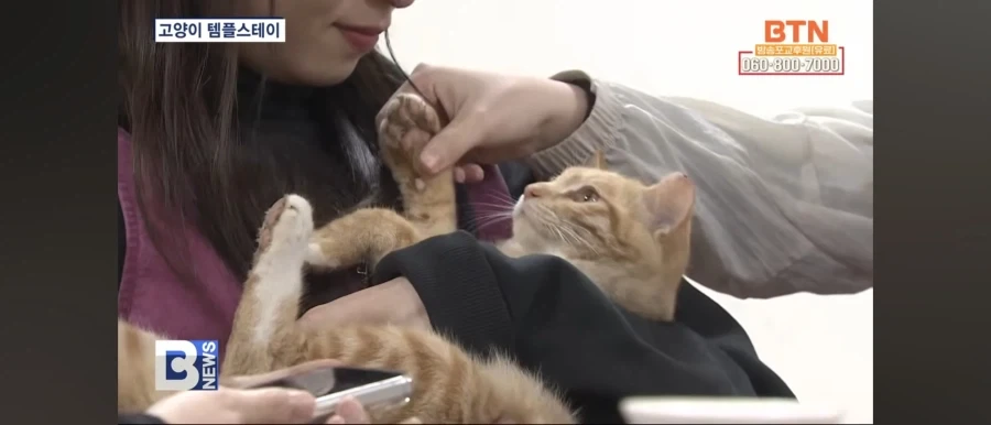 확실히 옛날보다 사람들이 고양이 참 좋아하는듯_1.webp