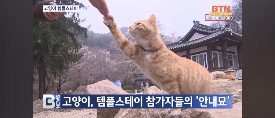 확실히 옛날보다 사람들이 고양이 참 좋아하는듯_2.webp